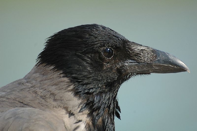 Nebelkrähe (Corvus corone cornix) 