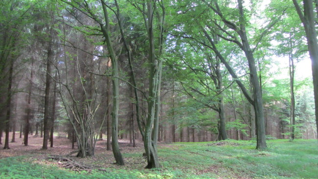 Im Wald bei Friedrichshof